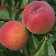 Саженец Персик Санкрест